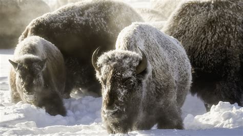 Buffalo Snow 4K HD Wallpapers | HD Wallpapers | ID #31745