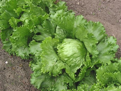 Iceberg LETTUCE seeds | Herbs and Spices Australia