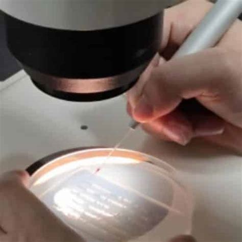 How To Perform Zebrafish Embryos Microinjection RWD Science