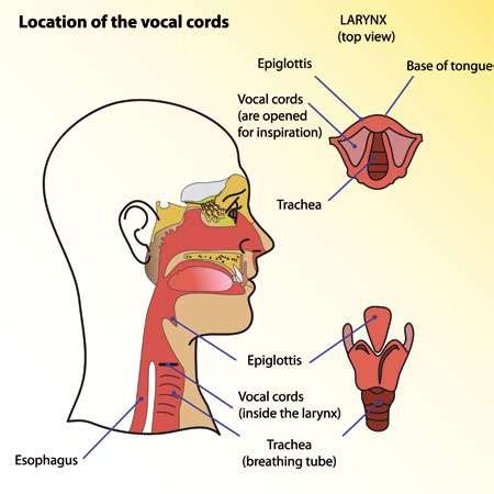 Vocal Cord Paralysis Doctor Philadelphia | Treatment Options