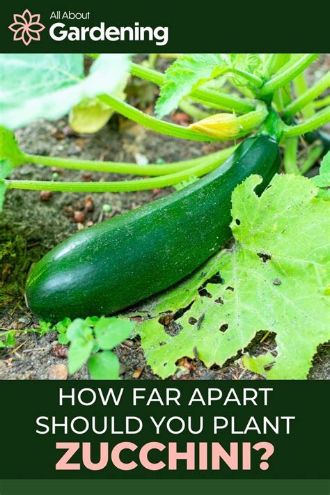 How Far Apart Should You Plant Zucchini I 2024