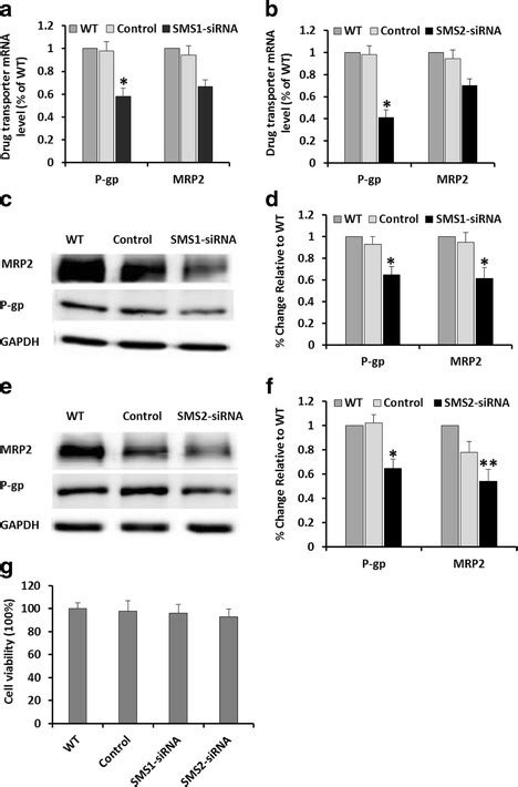 Effects Of SMS1 2 Knockdown On The MRNA And Protein Expression Levels