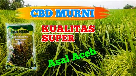 CBD MURNI BENIH UNGGUL VARIETAS PADI GALUR ASAL ACEH YouTube