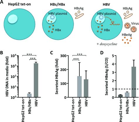 Verification Of An Hbv Replicating Cell Model System A Illustration