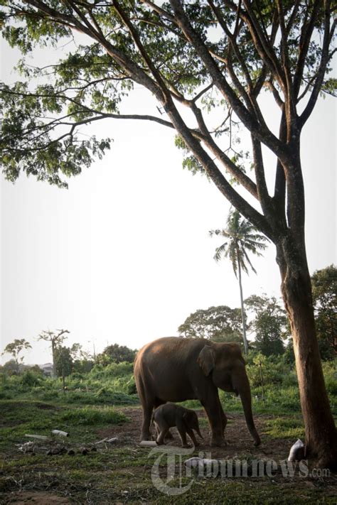 Kelahiran Anak Gajah Sumatera Di Balai Konservasi Taman Wisata Lembah