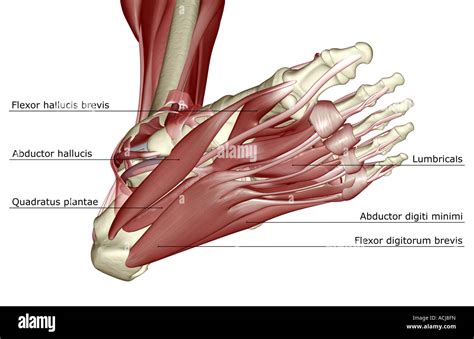 Los músculos del pie Fotografía de stock Alamy