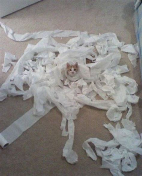 Pin By Cindy Kinsey On Kitties Shredding Paper Funny Cat Memes Cute