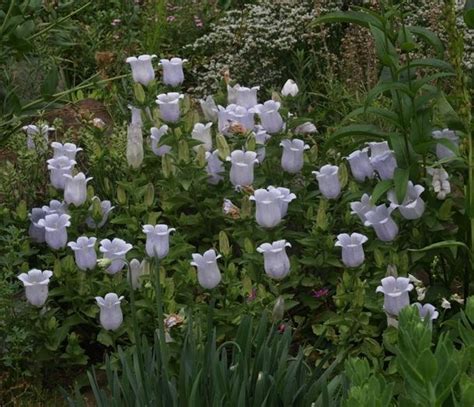 Bellflower Campanula Incurva In The Bellflowers Database Garden Org