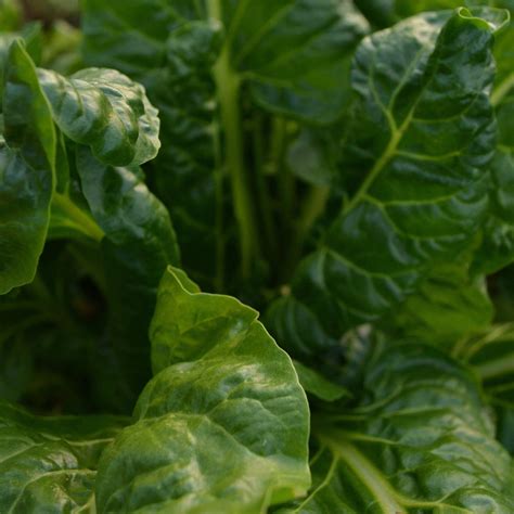 Perpetual Spinach Swiss Chard – Thresh Seed Co.