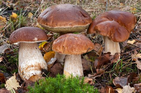 Porro blanco Boletus edulis Parque Micológico Comunidad de Albarracín