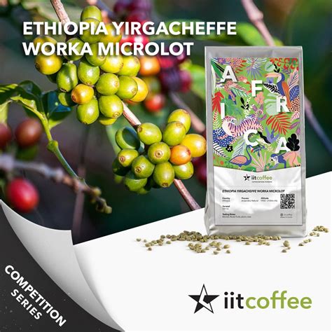 Jual Arabica Green Beans Ethiopia Yirgacheffe Worka Microlot Kg