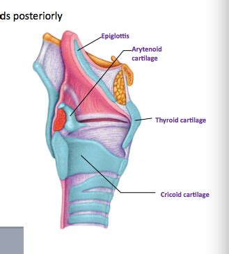 Larynx Flashcards Quizlet