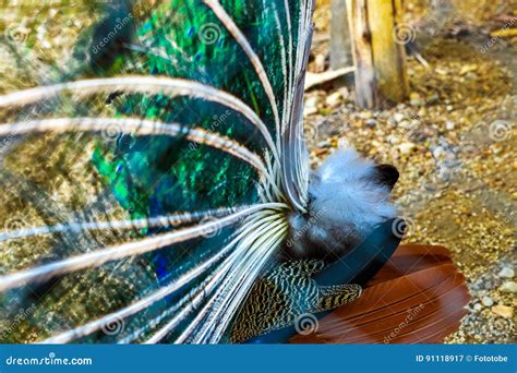 Peacock Portrait Of Beautiful Peacock With Feathers Out Stock Image