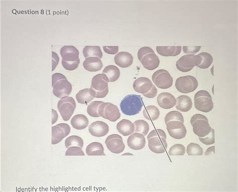 Solved Question Point Identify The Highlighted Cell Chegg