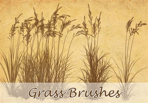 Grass Brushes Free Photoshop Brushes At Brusheezy