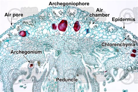 Marchantia polymorpha. Common liverwort. Archegonium in advanced stage ...