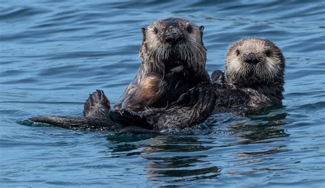 Scary Rare Parasite Is Killing Sea Otters Could It Spread To Humans