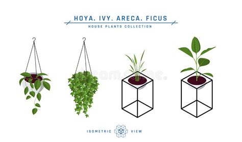 Isometric Flat Icons Flower Stock Illustrations 182 Isometric Flat