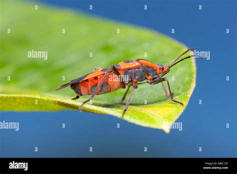 Large Milkweed Bug Oncopeltus Fasciatus Stock Photo Alamy