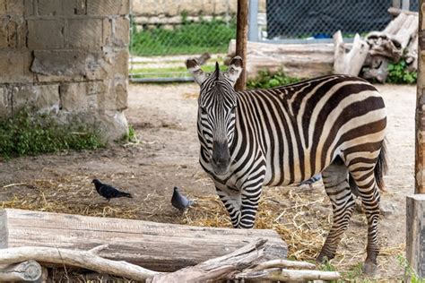 Best 4 Things To See And Do In Naples Zoo
