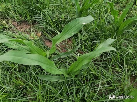 煙嘧磺隆這幾個除草配方，玉米田使用，除草乾淨徹底，價格還便宜 每日頭條