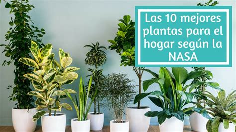 Las 10 mejores plantas para el hogar según la NASA YouTube