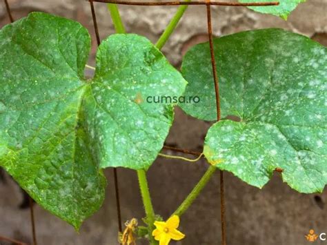 A Plant With Green Leaves And Yellow Flowers Growing On It S Stem In