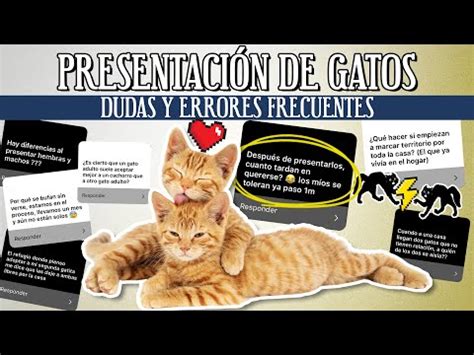 Como Hacer Que Un Gato Acepte A Otro El Rinc N De Isi