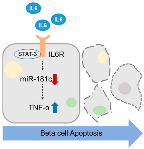 Molecules Free Full Text Microrna 181c Inhibits Interleukin 6