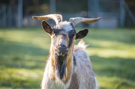 Tierschutzverein Patenschaft Ziegen