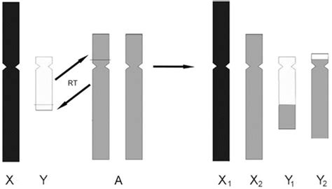 4 Hypothesis On The Origin Of The Sexual System X1x2y1y2 In Mammalian Download Scientific