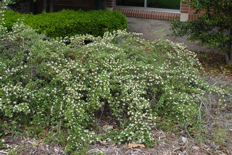 Cotoneaster dammeri (Bearberry Cotoneaster, Cotoneaster humifusa, Cotoneaster humifusus) | North ...