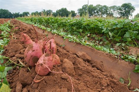 Cultivo De Batatas En Espa A