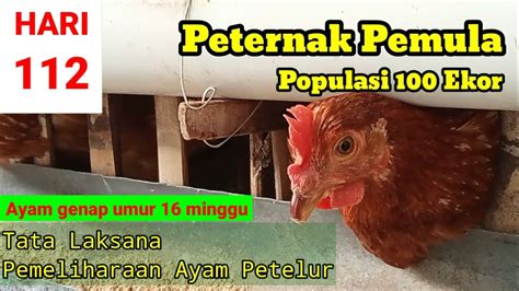 Memelihara Ayam Petelur Dari Doc Sampai Produksi Umur 112 Youtube