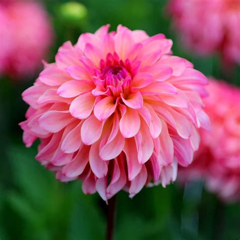 Buy Decorative Dahlia Dahlia Belfloor Delivery By Waitrose Garden