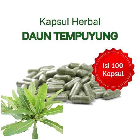 Kapsul Herbal Daun Tempuyung Isi 100 Kapsul Lazada Indonesia