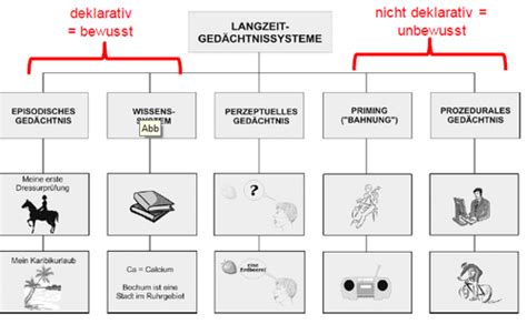 Neuro Gedächtnis Lernen Karteikarten Quizlet