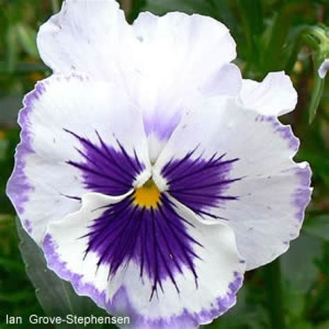 Comprar SEMENTES DE FLOR Amor perfeito Gigante Suíço Crespo Sortido na Toca