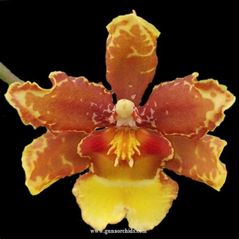 Buy Oncidium Guann Shin Howard Chameleon Orchid Online Guna Orchids