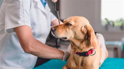 Tosse do Canis entenda o que é como prevenir e tratar a doença