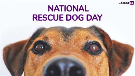 National Rescue Dog Day 2019 The History And Importance Of Day