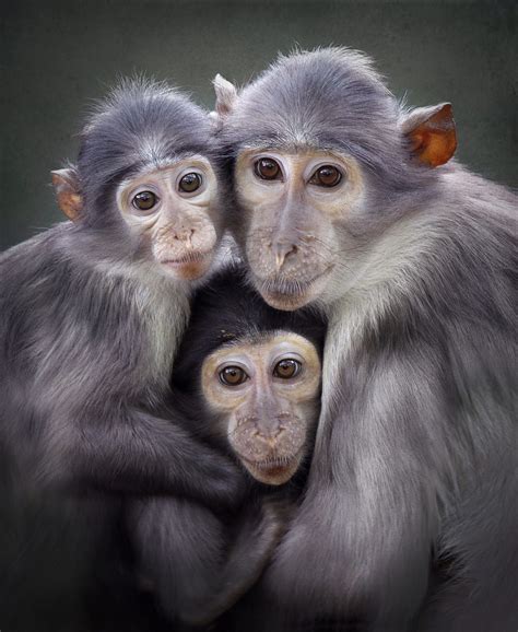 Three Cute Monkeys