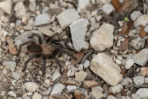 Aphonopelma Hentzi Images Stock Photos D Objects Vectors