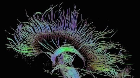 Scientists Fingerprint The Brain The Scientist Magazine®