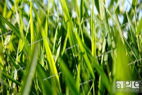 Green Reed On The Lake Stock Photo Picture And Low Budget Royalty