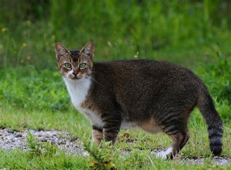 Why Do Cats Have Belly Pouches Primordial Pouch Vet Verfied Theories