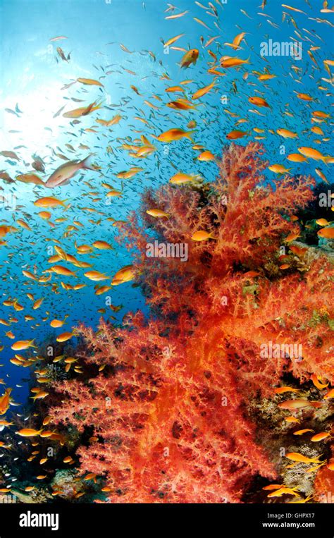 Coral Reef With Hemprichs Red Soft Tree Coral And Orange Basslet Or Sea