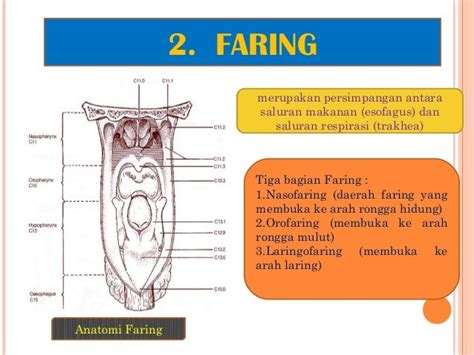 Ppt Pernapasan Manusia