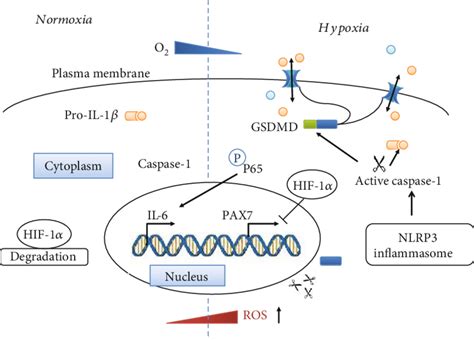 Schematic Diagram Of Hypoxia Induced Pyroptosis In Myoblasts Hypoxia