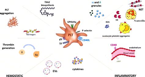 Platelets Multiple Choice Effectors In The Immune Response And Their